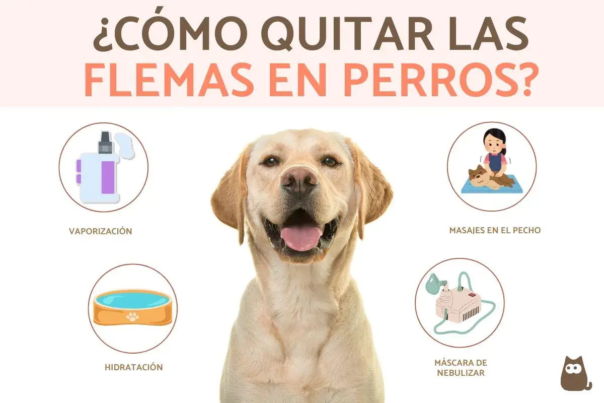 Consejos para aliviar las flemas en perros: vaporización, masajes, hidratación y nebulización. Un labrador sonriente muestra las opciones.