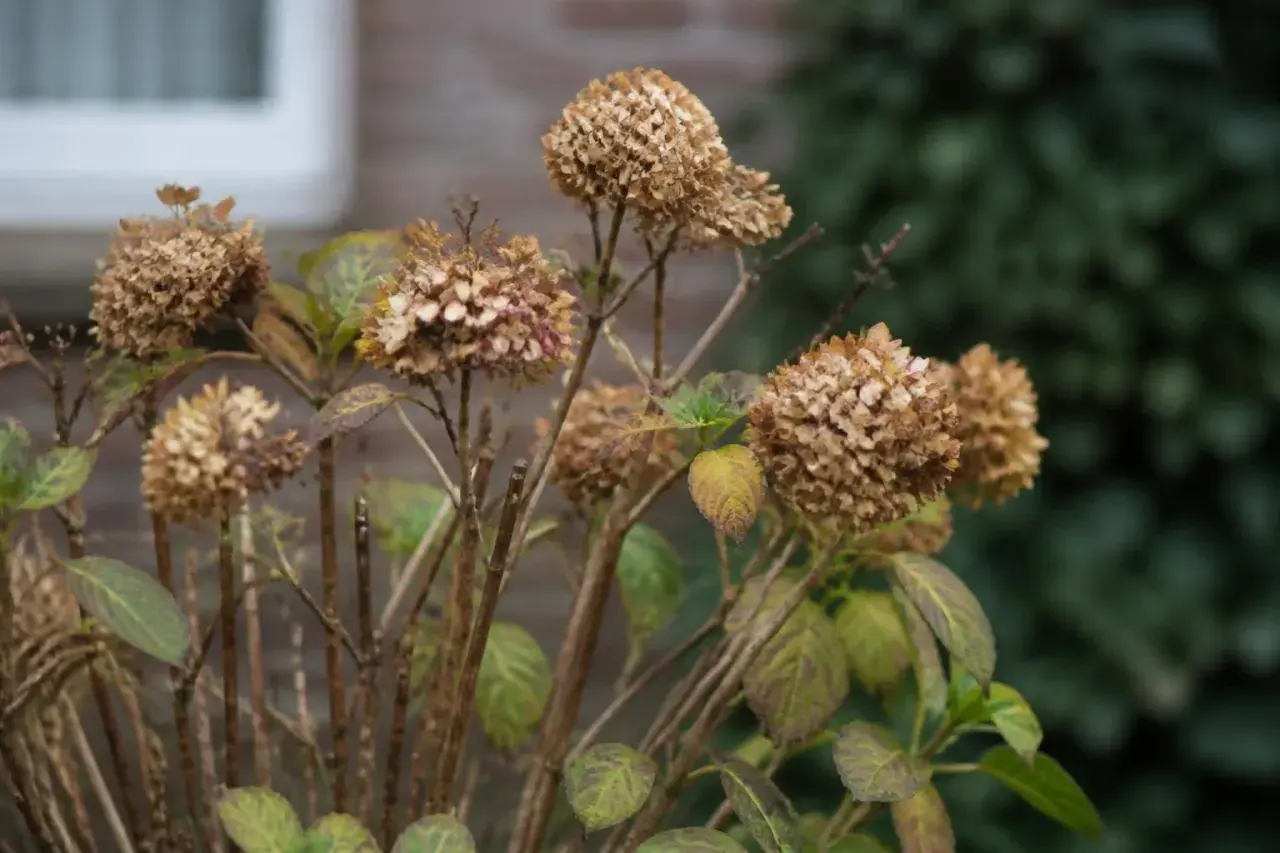 Trockene Hortensienblüten im Herbst, bereit für den Rückschnitt. Die braunen Blütenköpfe hängen an dünnen Stielen, einige Blätter sind noch grün, andere verfärbt.