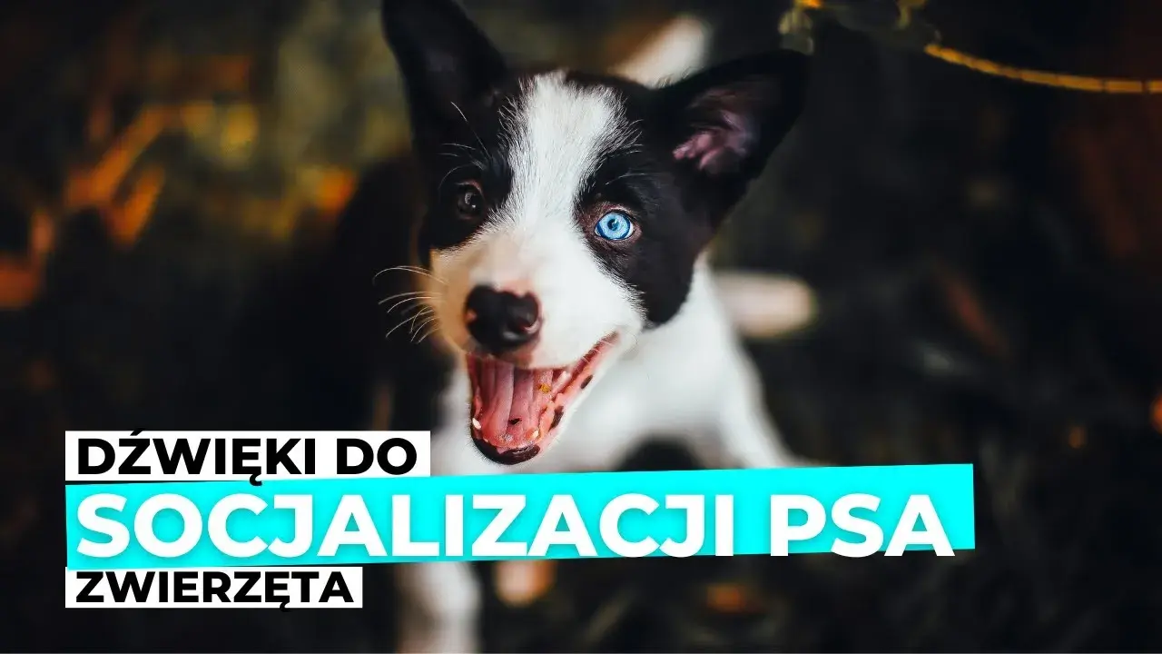 Piszczenie szczeniaka: Rozszyfruj sygnały i skutecznie mu pomóż