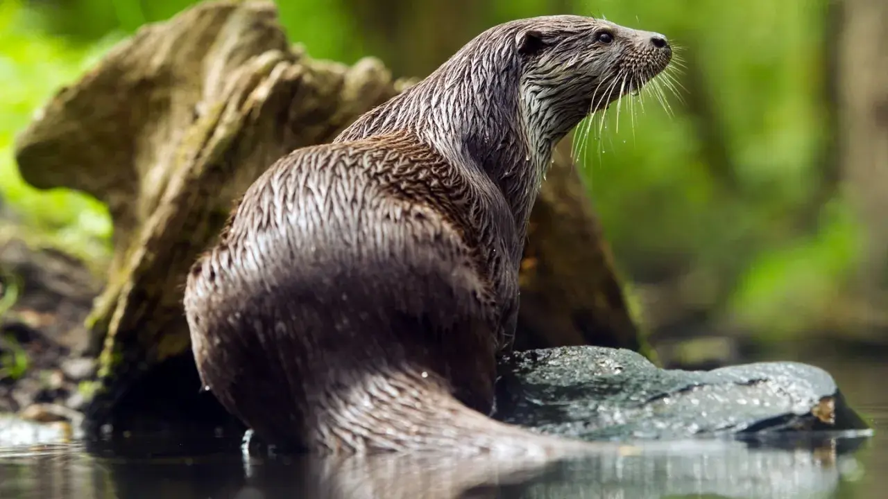 Ein nasser Fischotter sitzt auf einem Stein im Wasser. Sein Fell glänzt, ein typisches Merkmal im Fischotter Steckbrief.
