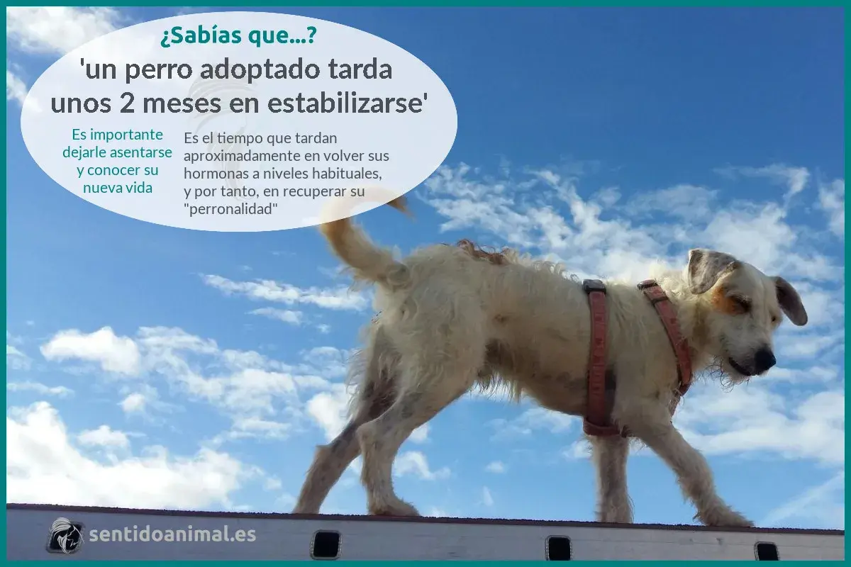 Un perro adoptado tarda unos 2 meses en estabilizarse. Dale tiempo para conocer su nueva vida y recuperar su "perronalidad".