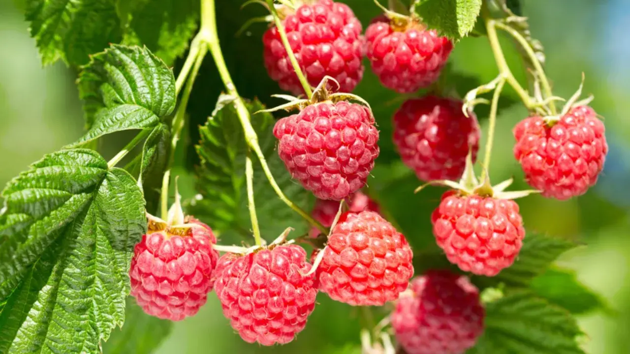 Reife Himbeeren hängen an Zweigen. Bald werden sie geschnitten und zu leckerem Kuchen verarbeitet.