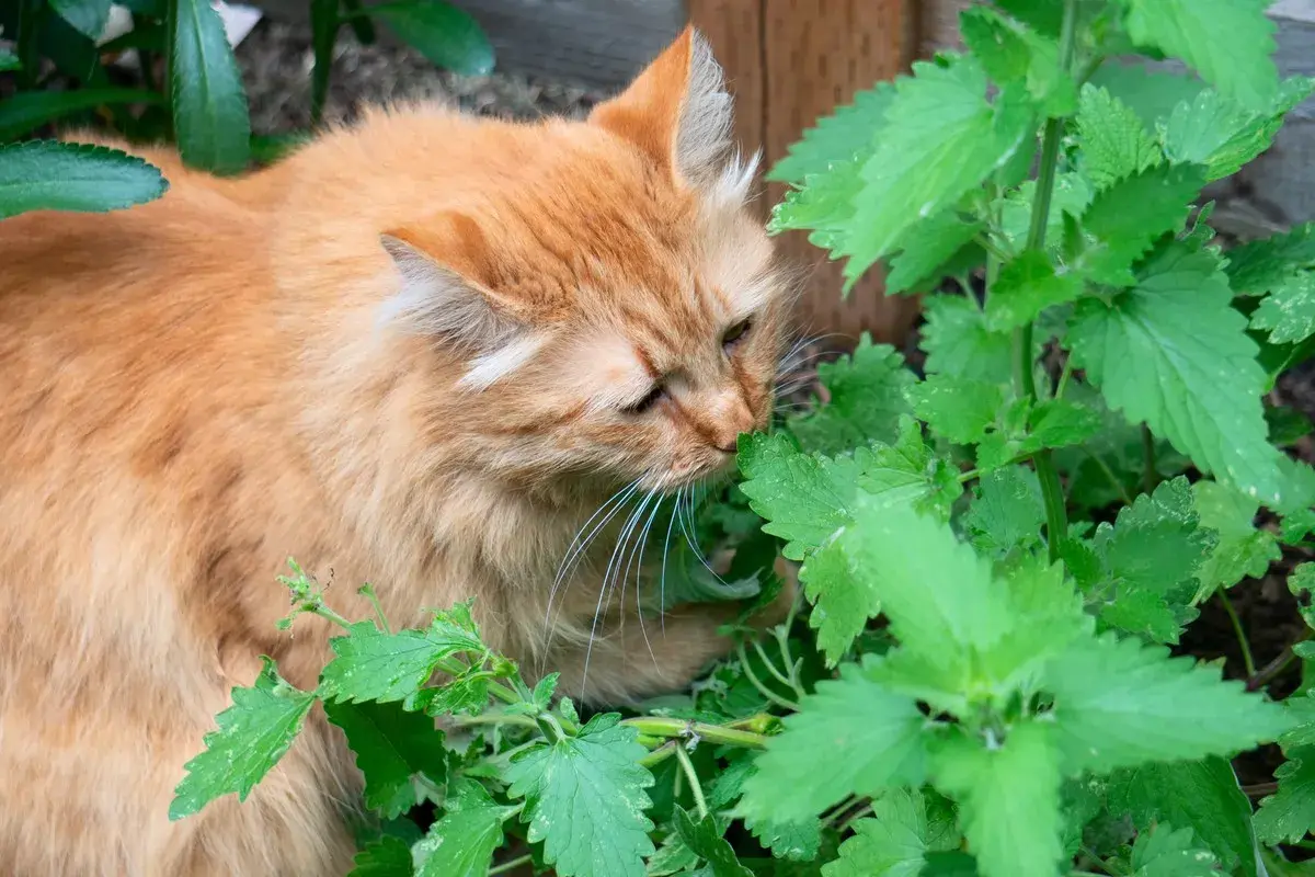 Gato naranja olfateando intensamente la hierba gatera en un jardín.