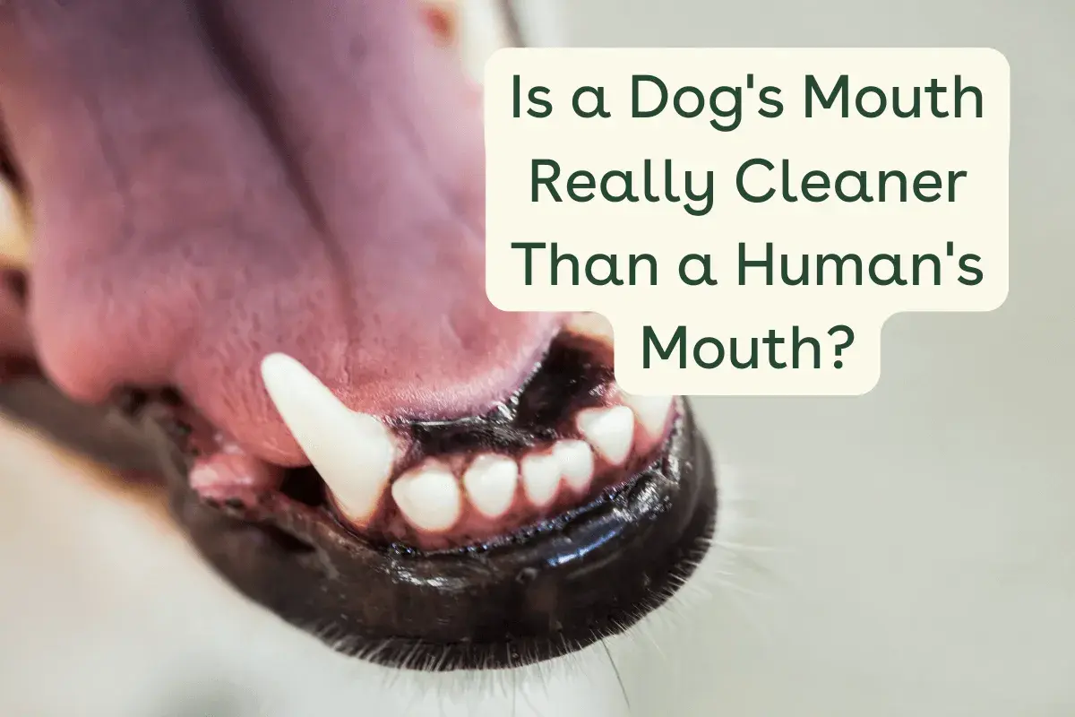Close-up of a dog's open mouth with sharp teeth and a pink tongue. Text asks: Is a dog's mouth really cleaner than a human's mouth?