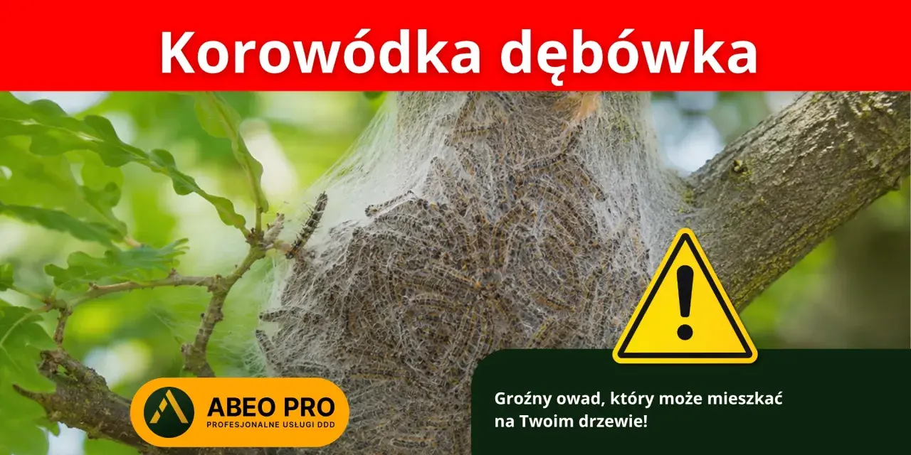 Korowódka dębówka w sieci na drzewie. Objawy inwazji tego groźnego owada mogą być widoczne na Twoim drzewie.