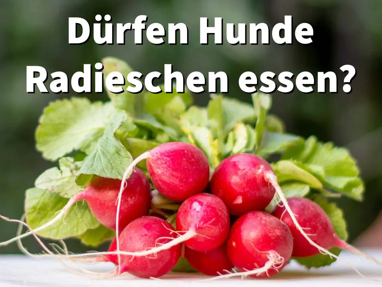 Ein Haufen frischer Radieschen mit grünen Blättern. Die Frage "Dürfen Hunde Radieschen essen?" steht im Vordergrund.