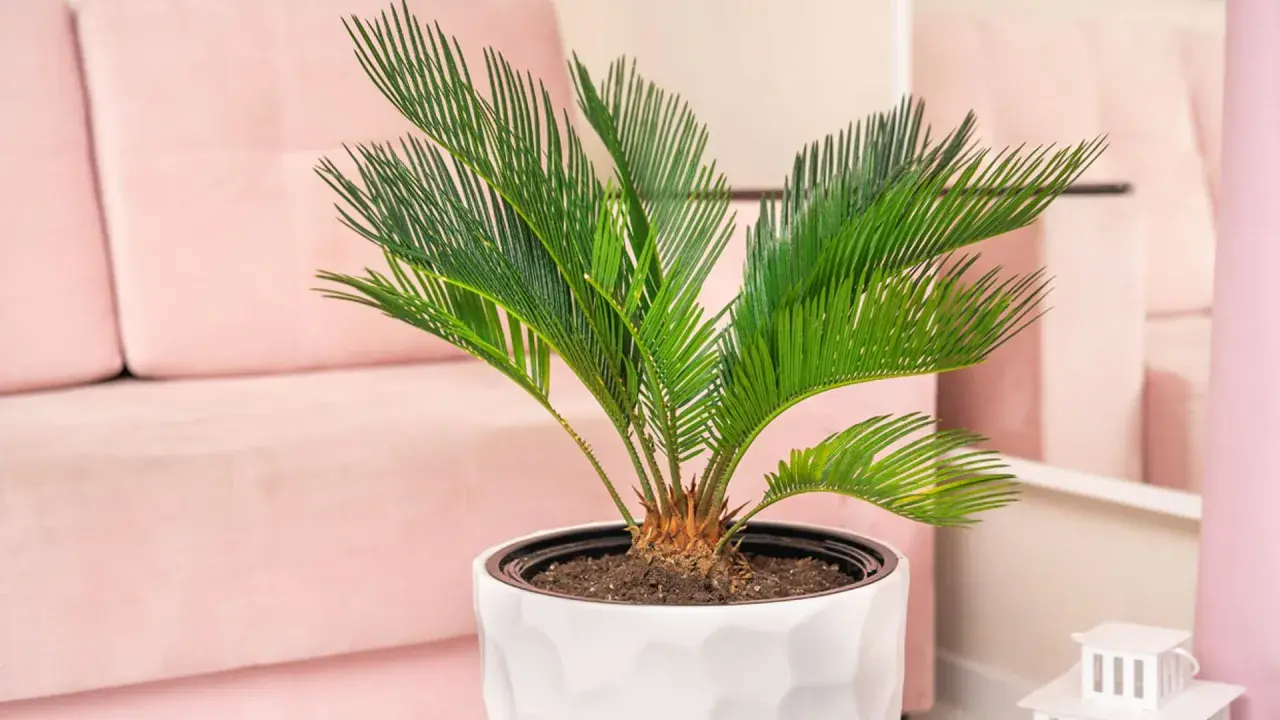 Planta de interior con hojas verdes vibrantes, un ejemplo de tipos de palmeras enanas, sobre un sofá rosa.