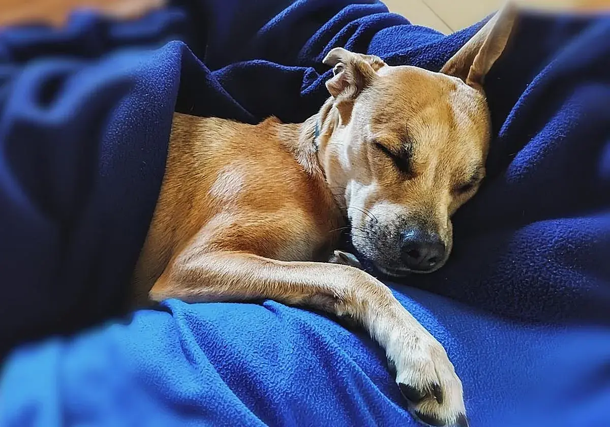 Un perro de pelaje canela duerme plácidamente envuelto en mantas azules. Quizás sueñan los perros con perseguir ardillas o recibir caricias.