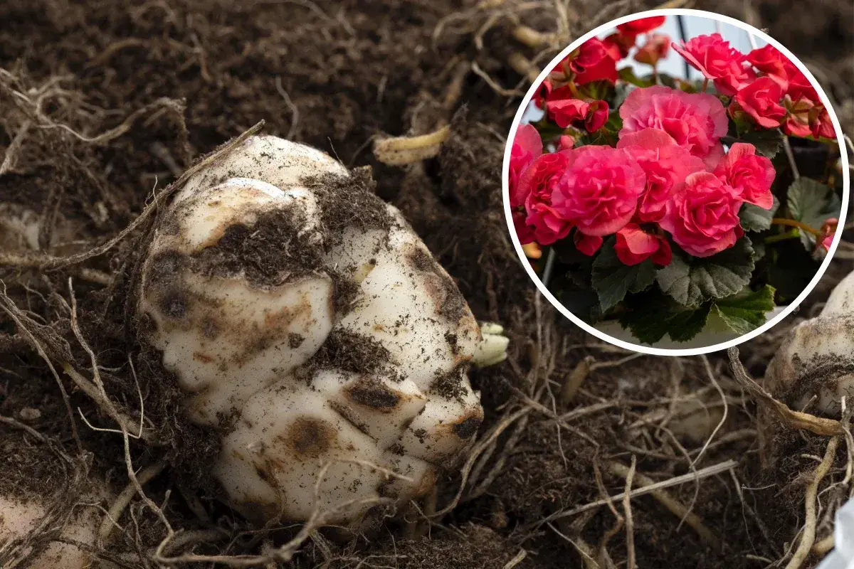 Bulwa begonii w ziemi, obok kwitnących, różowych kwiatów. Czy begonia jest wieloletnia? Tak, z tej bulwy wyrośnie piękna roślina.