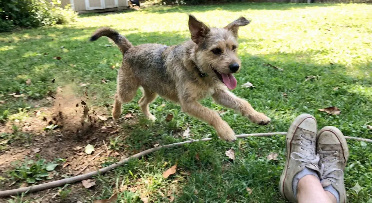 Ein Hund springt über einen Haufen Erde, als ob er gerade etwas frisst.