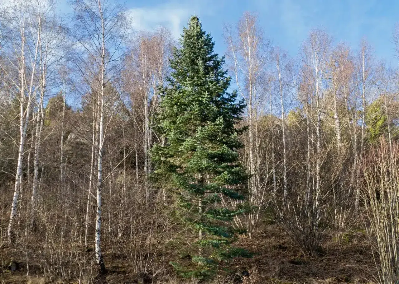 Wśród nagich brzóz dumnie stoi zielona sosna kaukaska, symbol wiecznej zieleni.