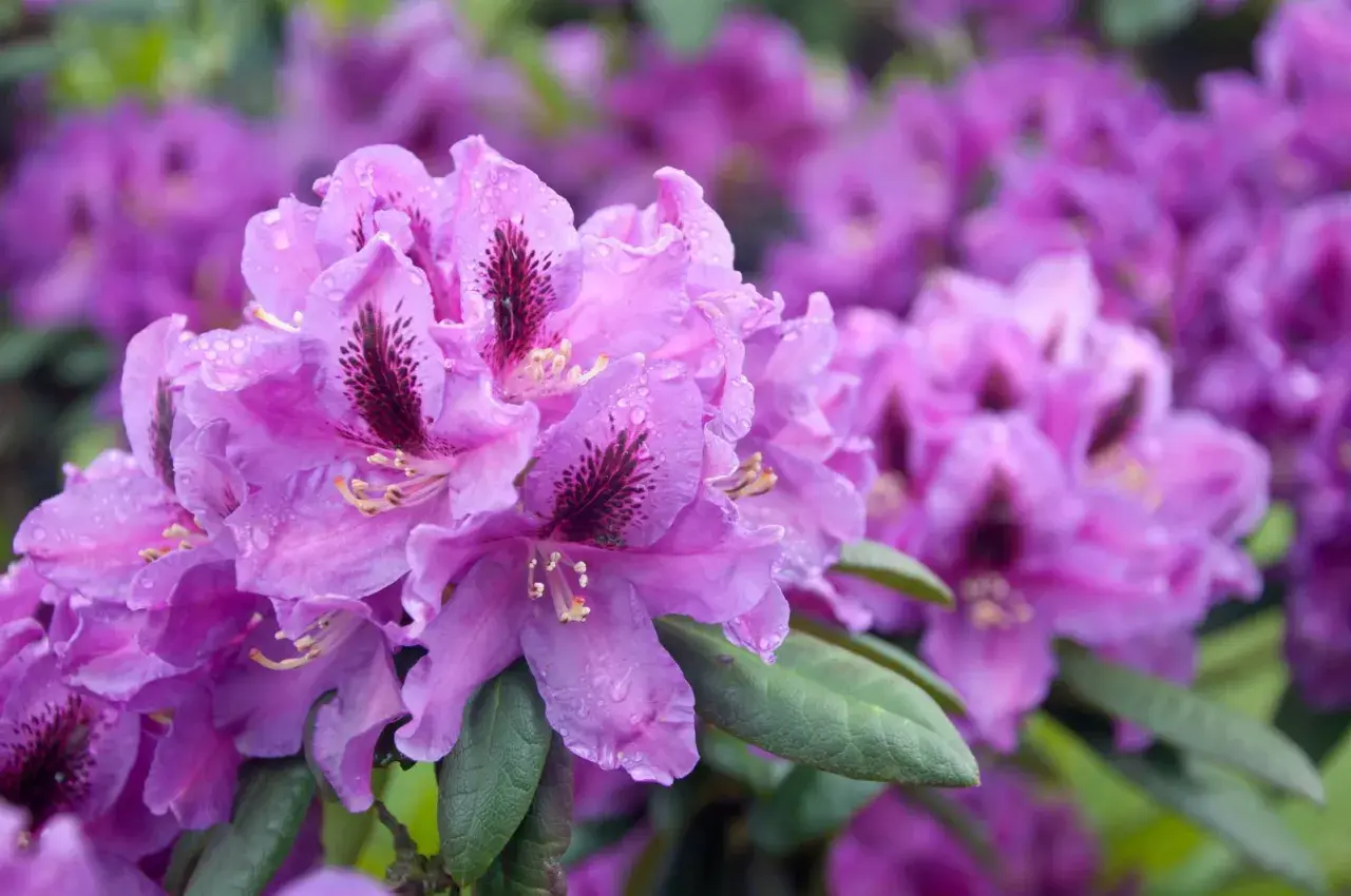 Nahaufnahme von violetten Rhododendronblüten mit Wassertropfen. Diese winterharte Sorte blüht üppig.