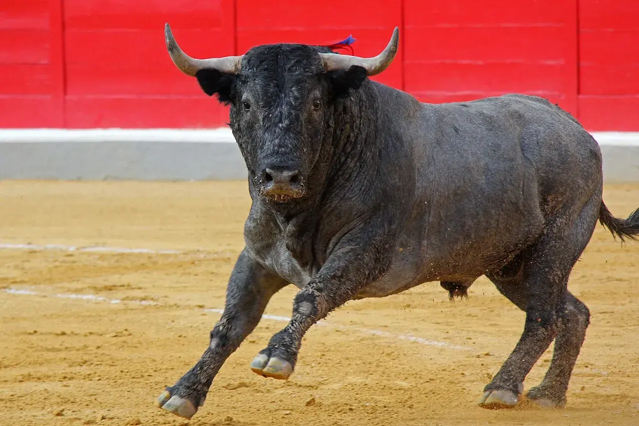 Toro negro con cuernos en una plaza de toros, con arena y barrera roja al fondo.