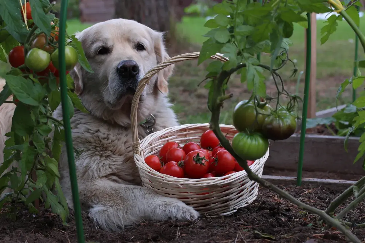 Złoty retriever pilnuje koszyka z pomidorami. Czy pies może jeść pomidory? Ten słodziak wygląda, jakby sam chciał się przekonać.