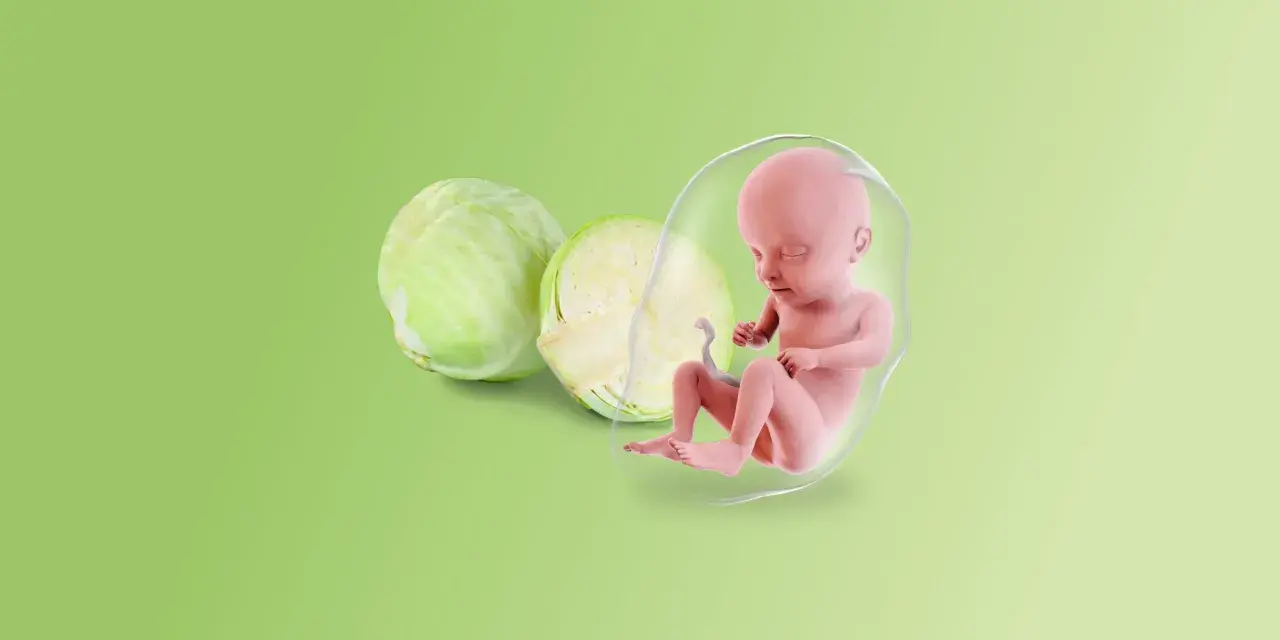 Feto in posizione fetale a 27 settimane, accanto a un cavolo.