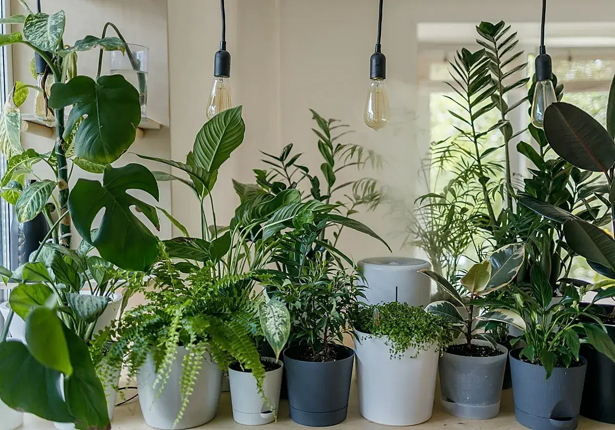 Plantas de interior en macetas, una forma natural de purificar el aire de casa.