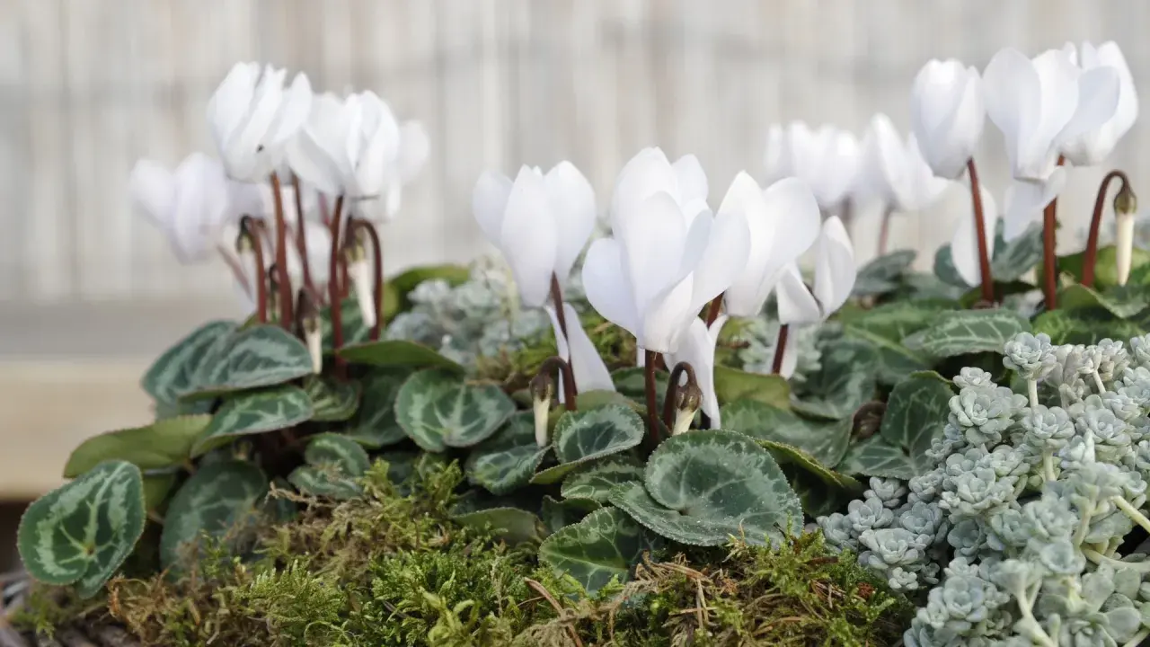 En grupp vita cyklamen blommor med gröna blad och mossa.