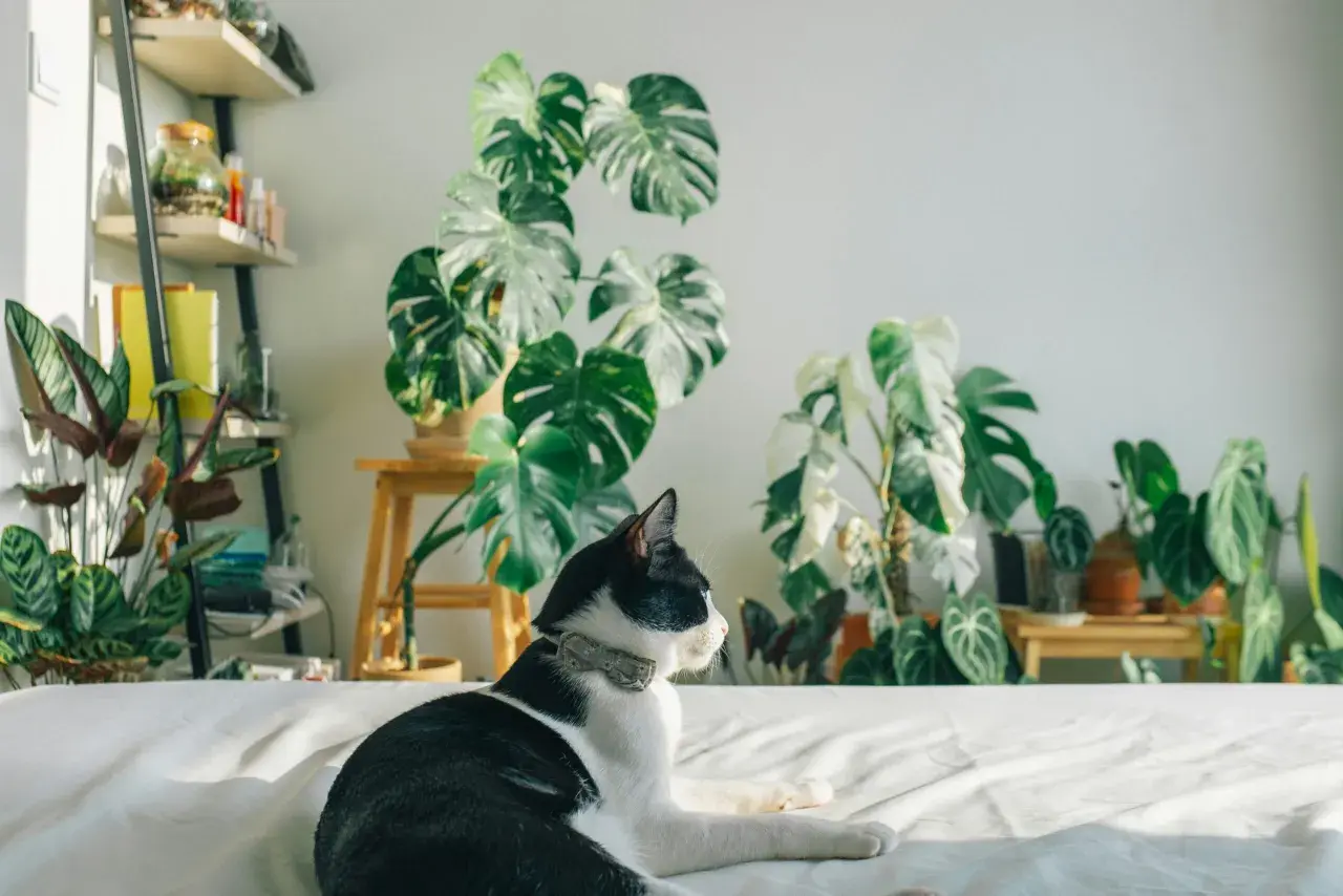 Gato blanco y negro descansa entre **plantas buenas para gatos**, como monsteras y calatheas, en un interior luminoso.