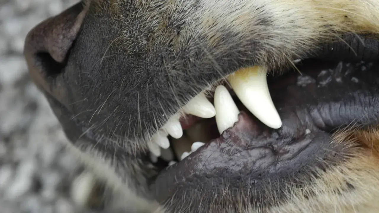 Nahaufnahme eines Hundemauls, das knurrt und seine scharfen Zähne zeigt.