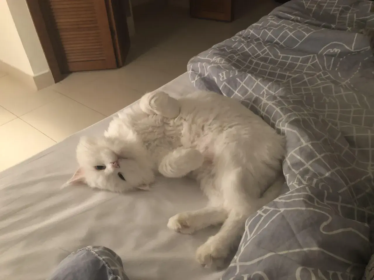 A fluffy white cat is curled up on a bed, looking relaxed. It makes you wonder, can cats purr in their sleep?