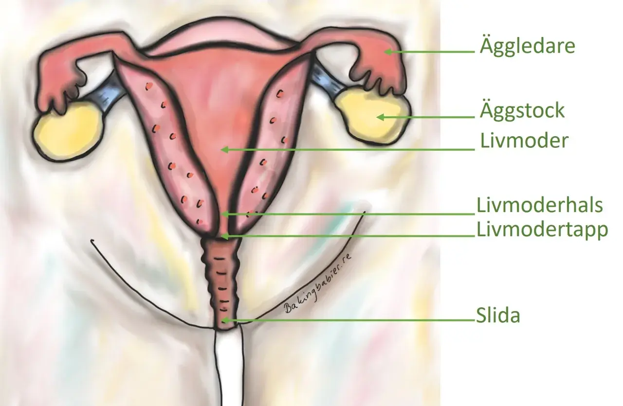 Illustration av kvinnliga reproduktionsorgan. Livmodern är markerad som ungefär lika stor som vid gravid v 18.