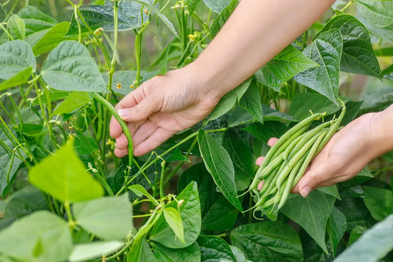 Hände ernten frische grüne Bohnen aus dem Garten. Die grünen Schoten sind reif und bereit für die Küche.