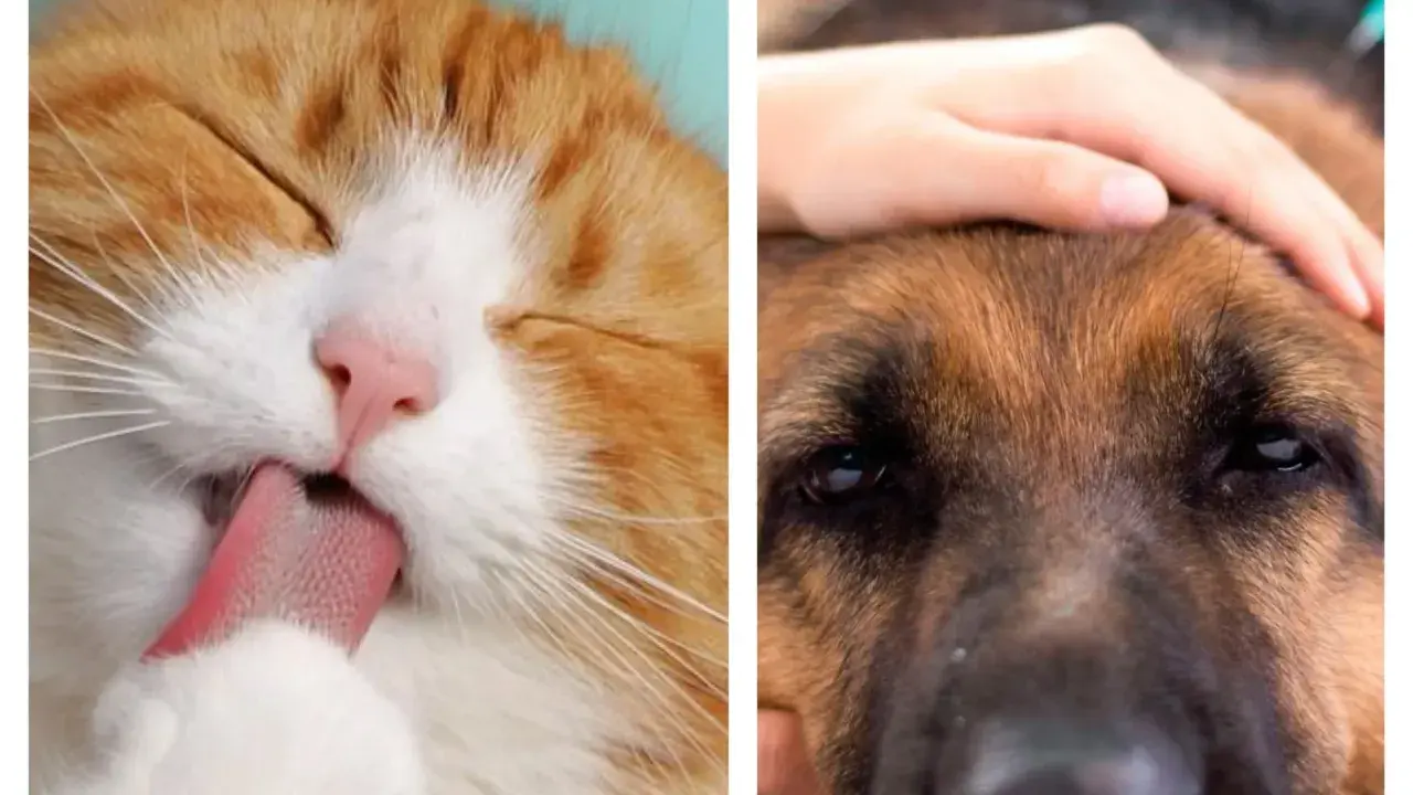 Un gato naranja se lame la pata mientras una mano acaricia la cabeza de un perro. La eterna rivalidad de perros vs gatos.