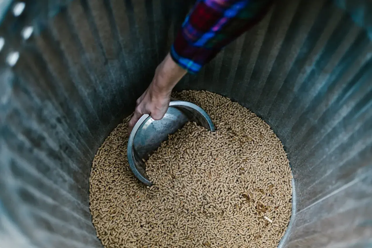Nabieranie łopatką pelletu z wierzby do produkcji biomasy.