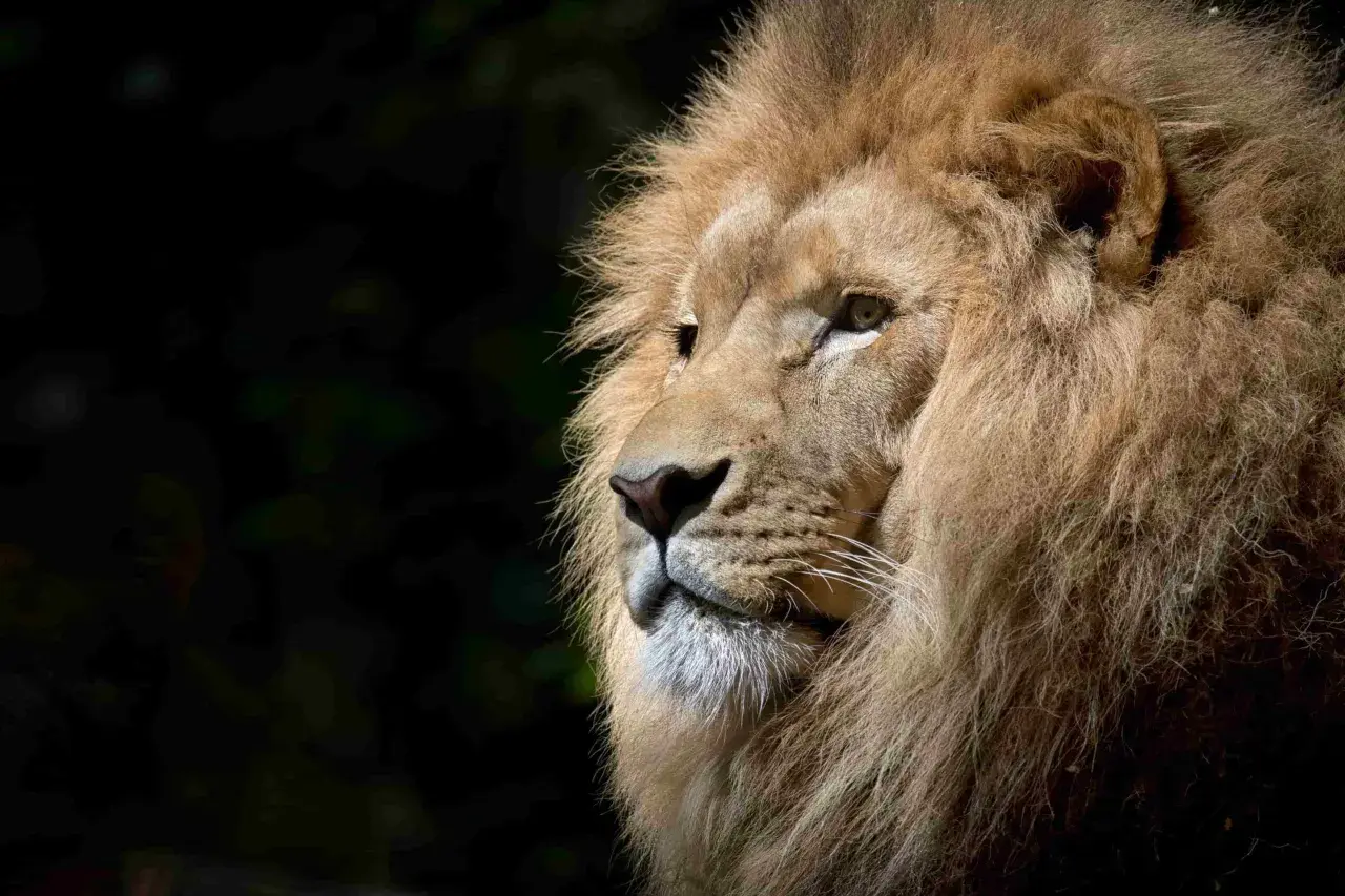 Primer plano de un león majestuoso, con su melena dorada y mirada penetrante. Es como soñar con leones en su hábitat natural.