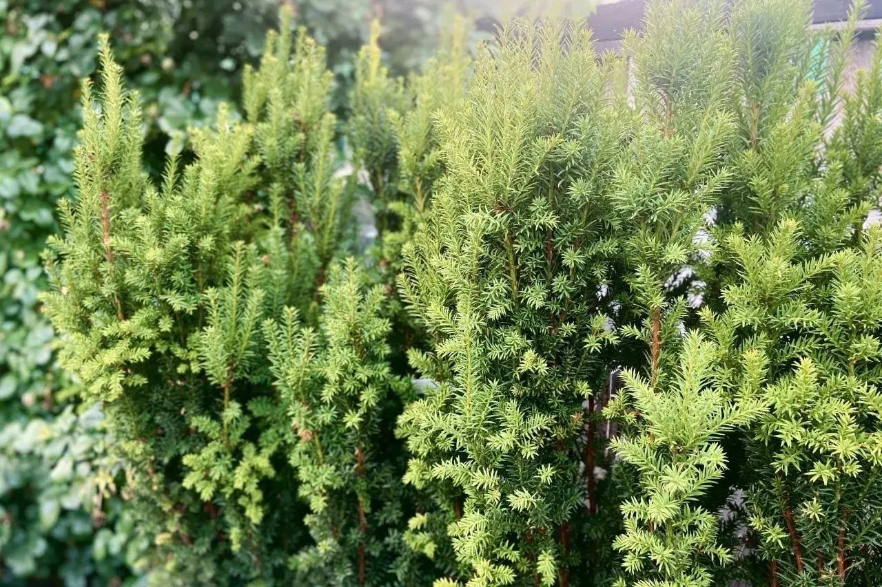 Gęste, zielone krzewy cis odmiany tworzą naturalny żywopłot.