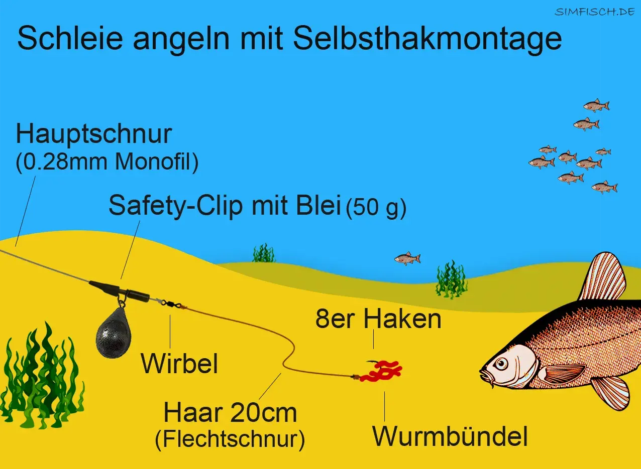 Montage zum Schleie angeln: Hauptschnur, Safety-Clip mit Blei, Wirbel, Haar mit Wurfbündel und Haken. Kleine Fische schwimmen im Wasser.