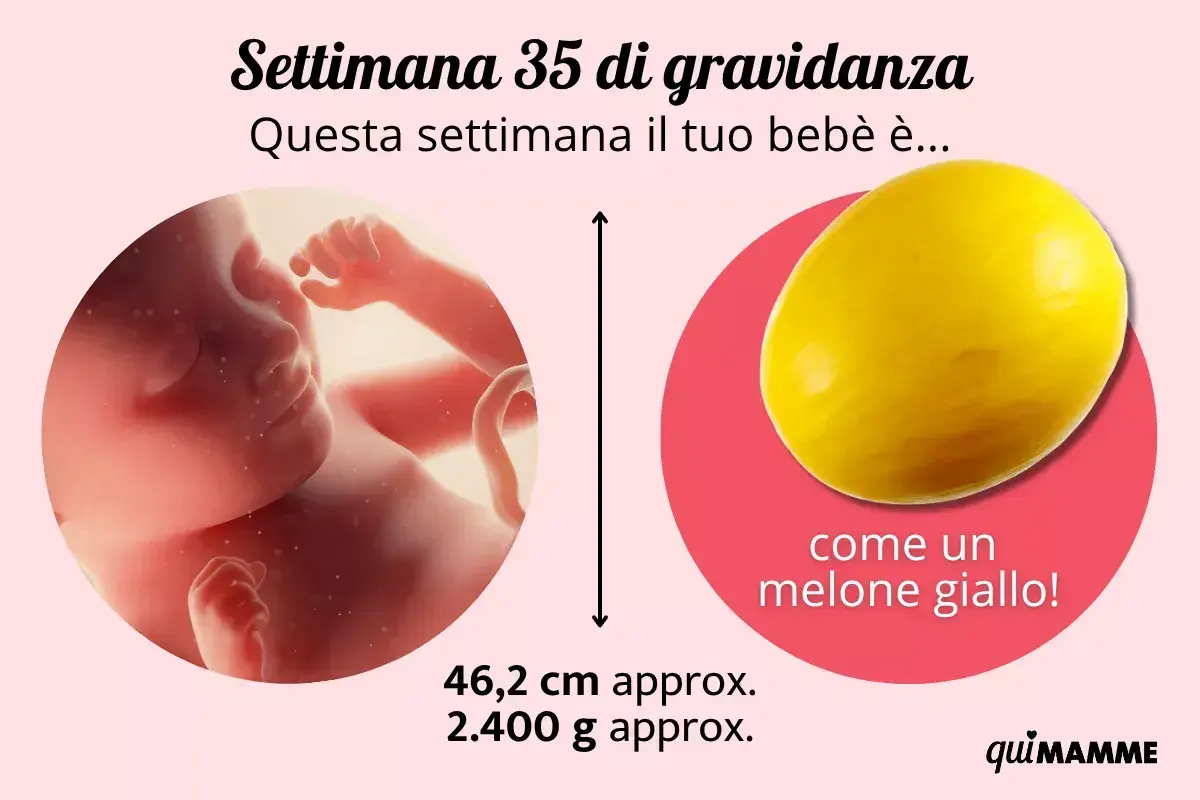 A 35 settimane di gravidanza, il tuo bebè è grande come un melone giallo, con circa 46,2 cm e 2.400 g.
