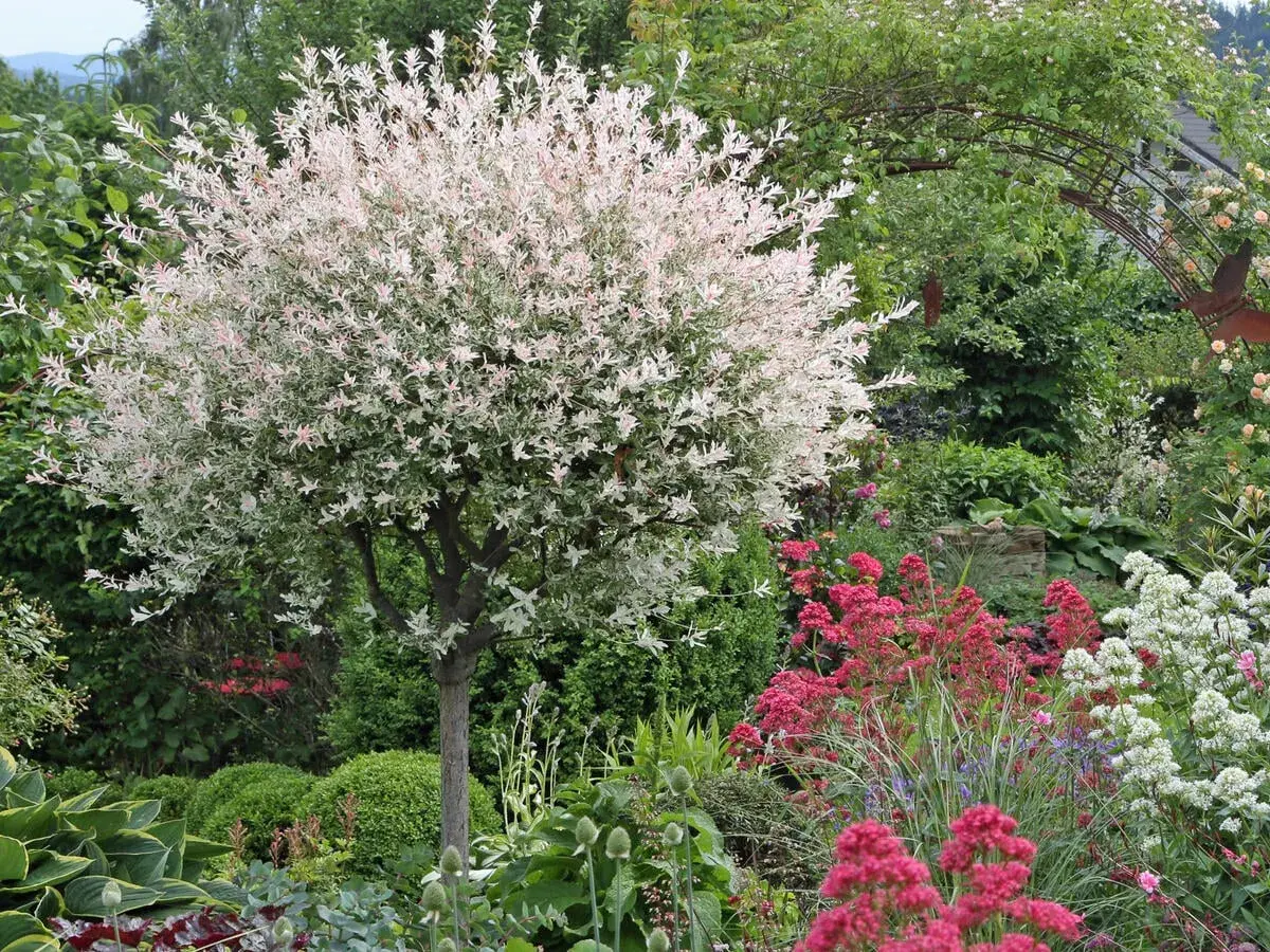Eine Harlekinweide mit rosa-weißen Blättern steht in einem üppigen Garten. Sie wurde so geschnitten, dass sie eine schöne Kugelform hat.