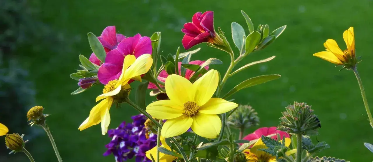 Bunte Blumen, die viel Sonne vertragen, blühen in einem Garten. Gelbe und pinke Blüten dominieren, im Hintergrund grünes Gras.