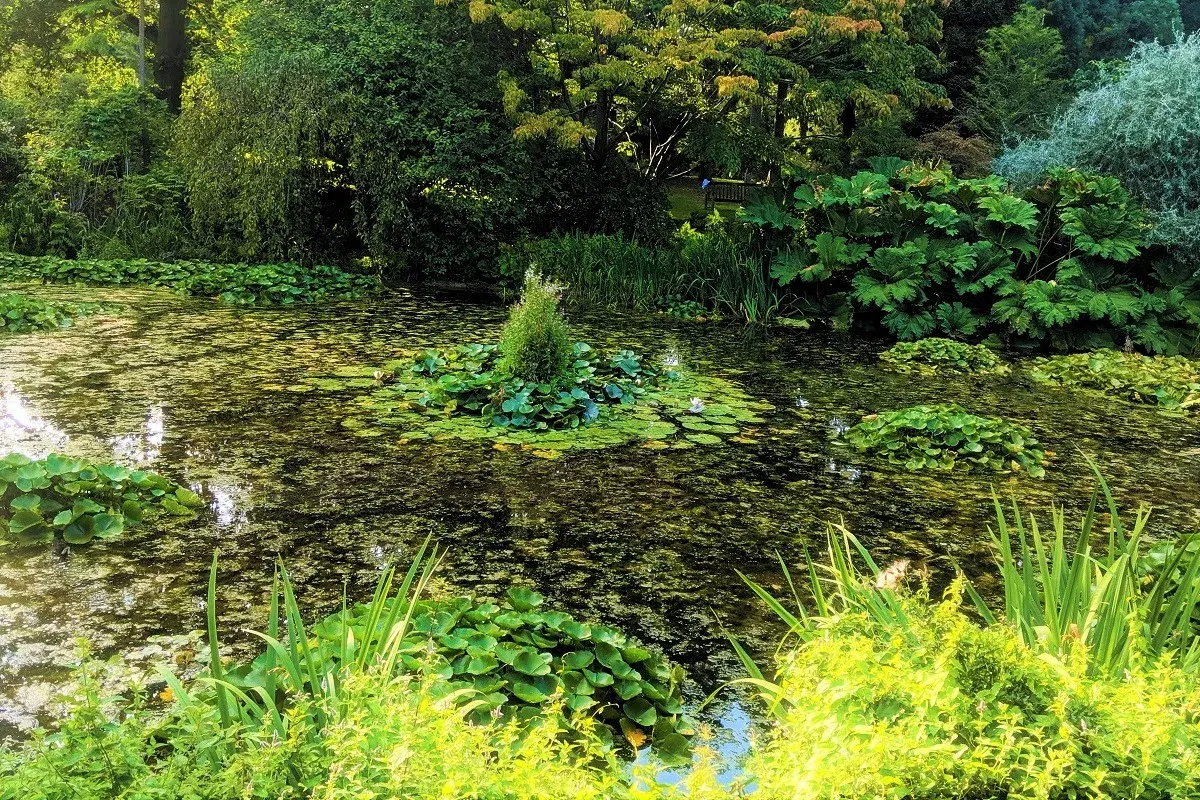 Malowniczy staw porośnięty liliami wodnymi, z zieloną wyspą pośrodku, niczym szmaragdowe oczko w otoczeniu bujnej roślinności.