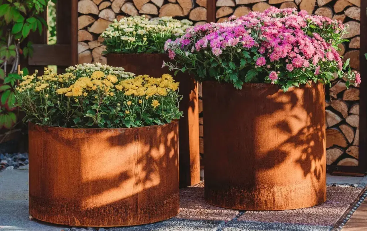 Krysantemum ute i rostiga krukor. Gula, vita och rosa blommor skapar en färgsprakande höstscen.