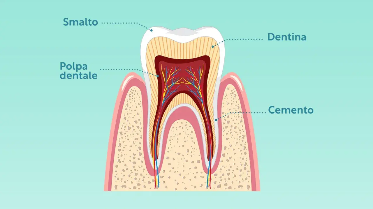 Sezione di un dente che mostra la struttura: smalto, dentina, polpa dentale e cemento.