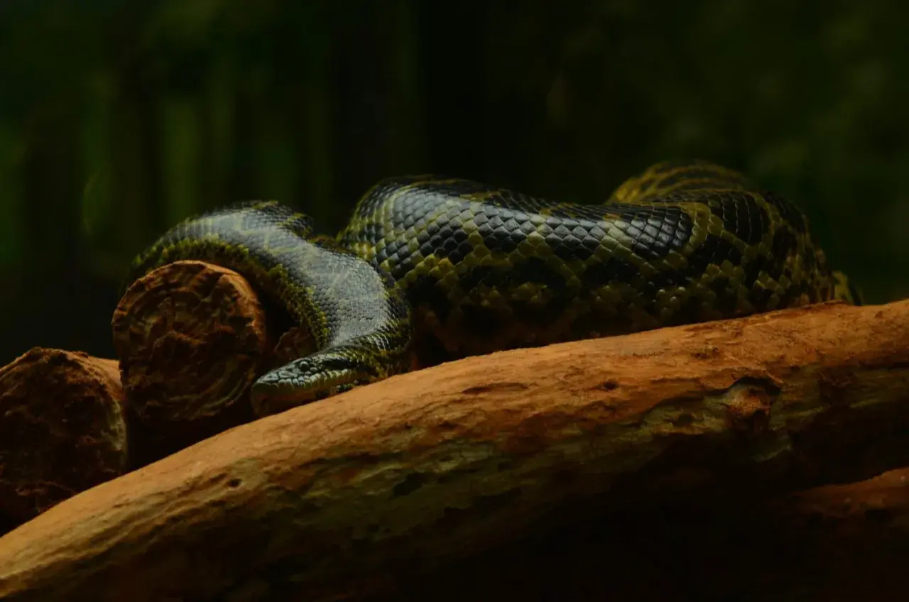 Anaconda verde descansa en una rama en el Amazonas. Sus escamas verdes y negras se mezclan con el entorno.