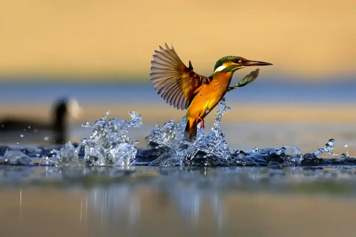 Der eisvogel schießt aus dem Wasser, seine Flügel gespreizt, während die Sonne den Himmel in warmen Tönen färbt.