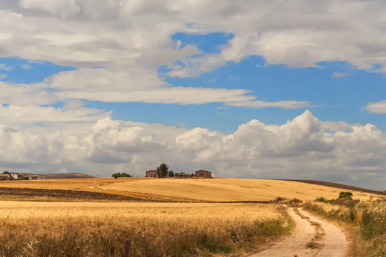 Campi dorati di grano sotto un cielo azzurro e nuvoloso, che ricordano il tavoliere delle Puglie. Una strada sterrata serpeggia tra i campi verso un casolare.
