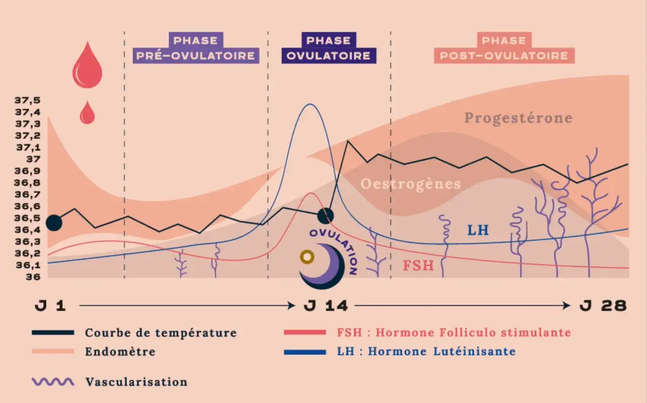 Graphique du cycle menstruel : courbe de température corps femme, hormones (œstrogènes, progestérone, LH, FSH) et vascularisation de l'endomètre.