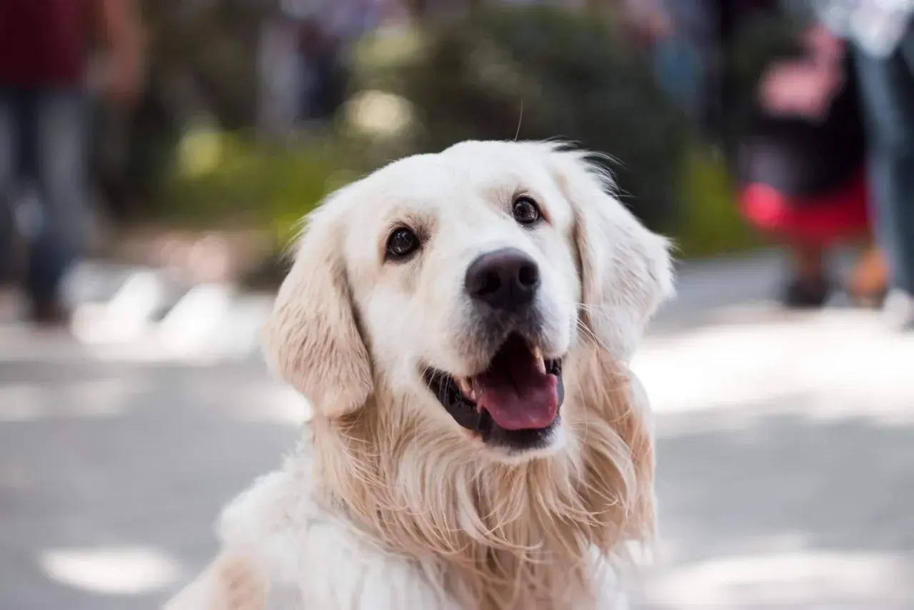 Uśmiechnięty golden retriever z otwartym pyskiem. Czy to jego mina, gdy zastanawia się, dlaczego pies boi się wszystkiego?