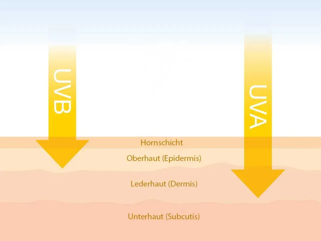 Illustration zeigt UVA- und UVB-Strahlen, die auf Hautschichten treffen.