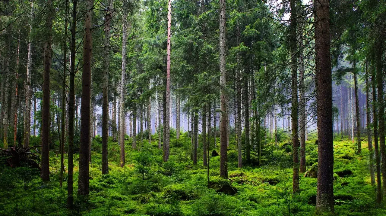 Gęsty, zielony las iglasty, przypominający krajobraz parków narodowych i rezerwatów przyrody.