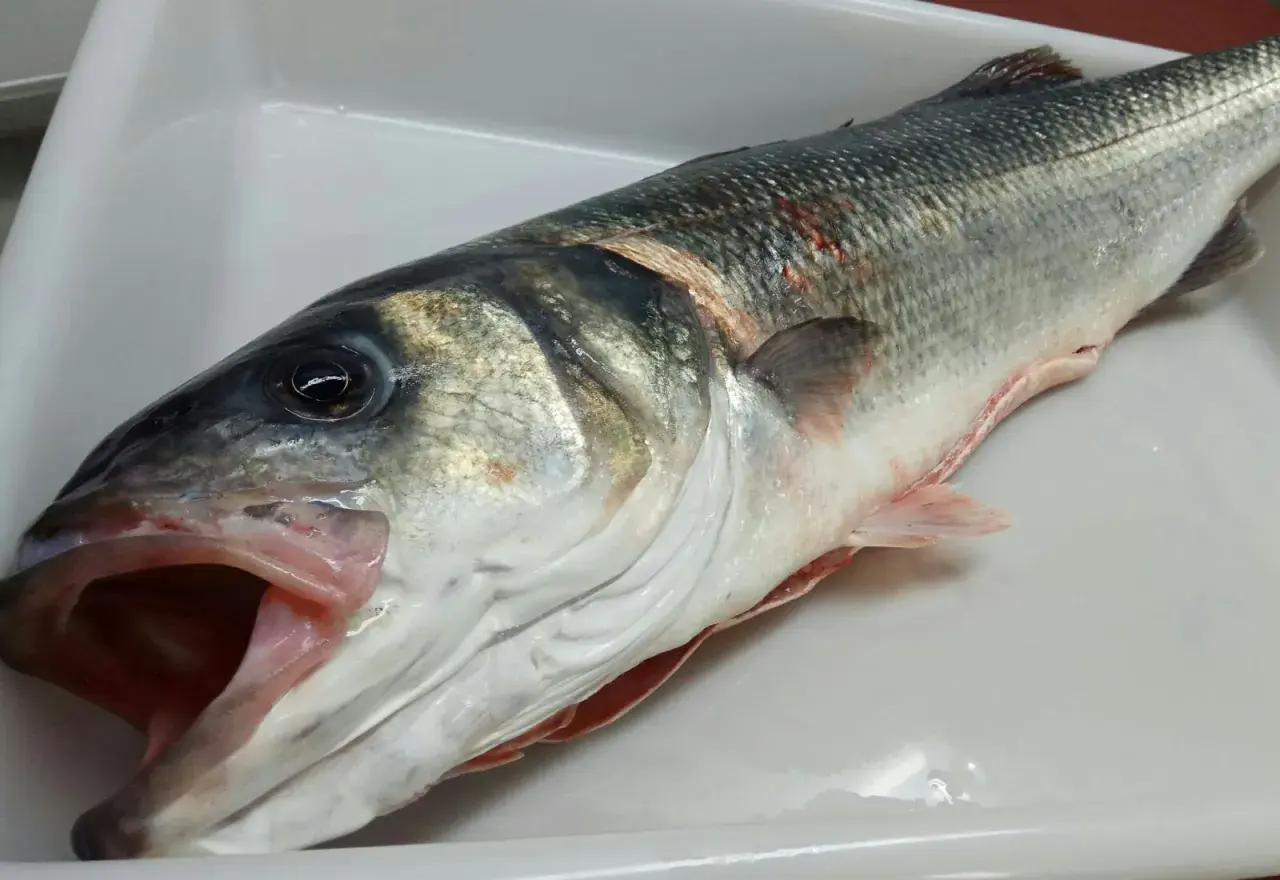 Lubina fresca en bandeja blanca, con boca abierta. Se aprecia la diferencia entre lisa y lubina por su forma y coloración.