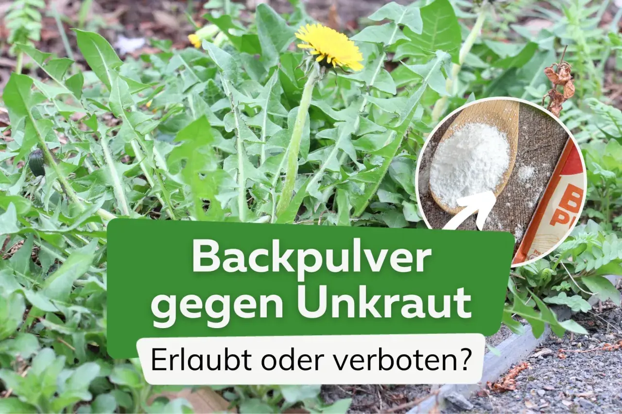 Backpulver gegen Unkraut: Ein Löwenzahn im Fokus, daneben ein Löffel mit Backpulver. Ist das erlaubt oder verboten?