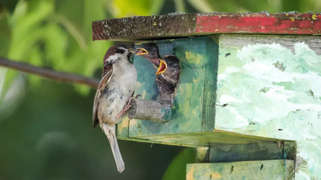 Ein Spatz füttert seine Jungen im Spatzennest. Die Küken strecken ihre gelben Schnäbel weit auf.
