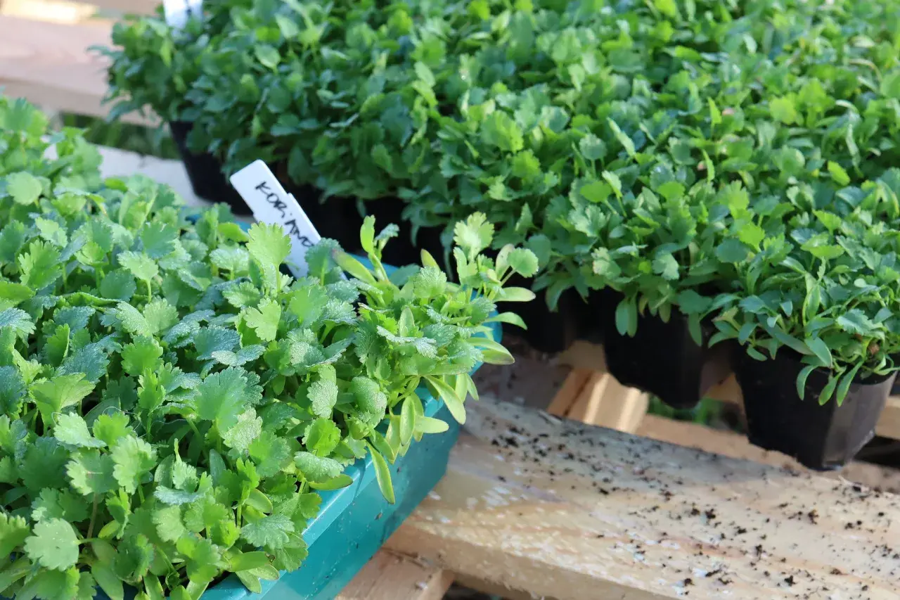 Små plantor av koriander i gröna och svarta krukor, redo att odla.