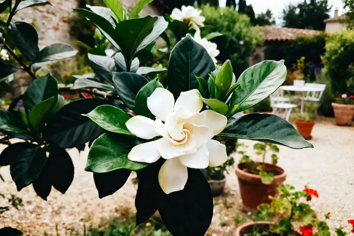 Magnifique fleur de gardenia blanche, aux feuilles vertes foncées. Un aperçu de son entretien dans un jardin ensoleillé.