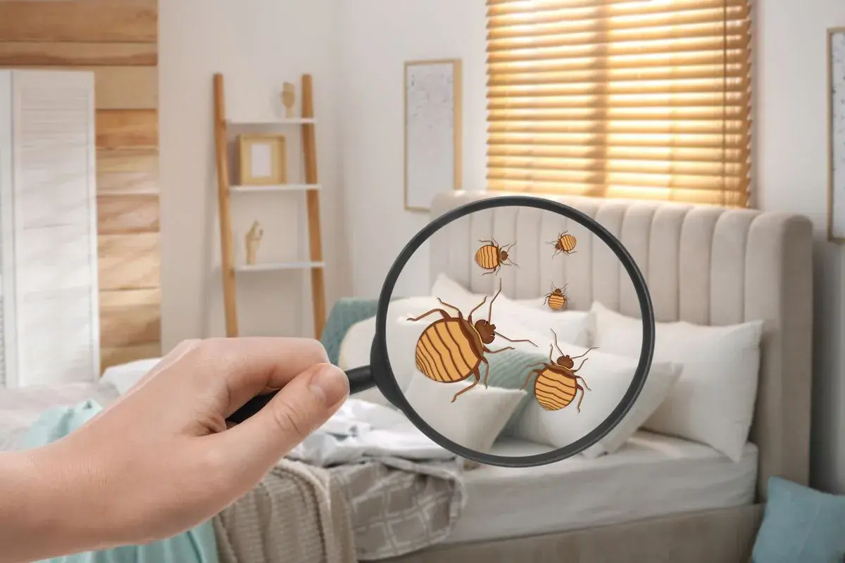 Une main tient une loupe révélant des punaises de lit sur un lit. Que le propriétaire ou le locataire soit responsable, l'infestation est visible.